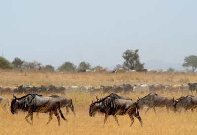 Oliver's Camp Silale Swamp Tarangire National Park Maasailand Walking Safari Tanzania
