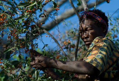Hadzabe people 10000 year hunter-gatherer tradition Meet the Hadzabe Asilia Tanzania