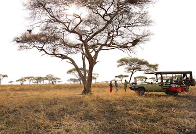 Tarangire National Park elephant giraffe baobab trees Migration Crater Beach Safari Tanzania