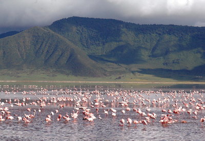 Ngorongoro Crater lion herd UNESCO World Heritage Ngorongoro Fly In Express Tanzania