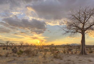 Ruaha National Park baobab forest lion buffalo elephant walking safari Tanzania