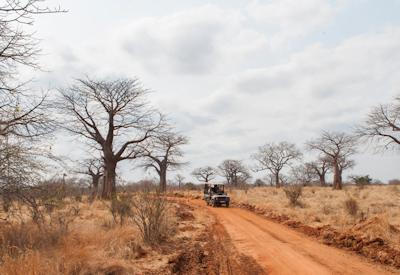 Ruaha National Park walking safari one-tenth world lion population sable kudu Tanzania
