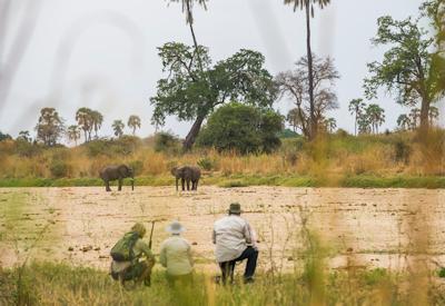 Ruaha to Selous fly-in Coastal Aviation Serengeti Southern Tanzania Safari Tanzania