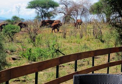 Sundowner drinks Serengeti plains Simba Safari Tanzania