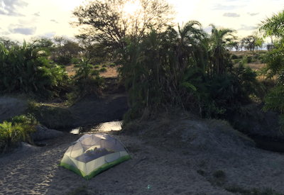 Wayo walking fly camp acacia Lahai Forest Ngorongoro Crater rim Steps Ngorongoro Tanzania