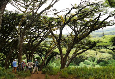 Campfire dinner acacia forest fly camp Ngorongoro Steps Around Ngorongoro Tanzania