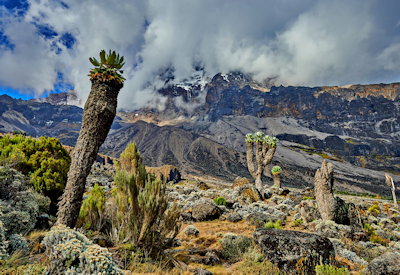Kilimanjaro Marangu Route 7 days from US$2053 Aishi Machame Hotel Tanzania