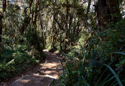 Kilimanjaro Shira Route experienced climbers advanced alpine Mweka Forest descent Tanzania