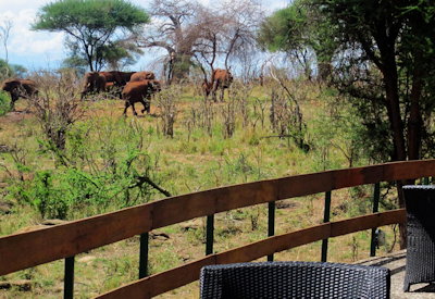 Selous Game Reserve walking safari miombo woodland Vistas Plains Spice Tanzania