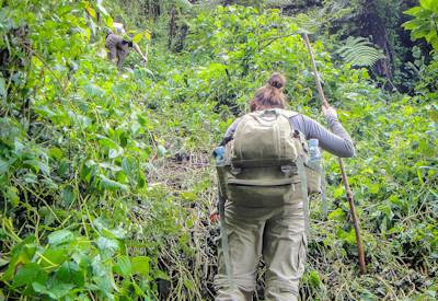 Bwindi Impenetrable Forest