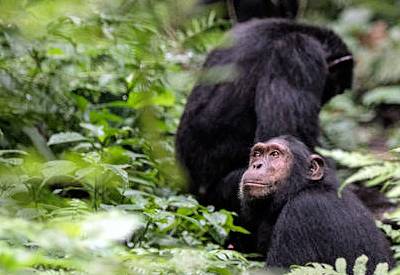 Kibale National Park