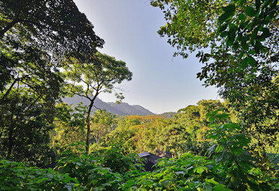 Buhoma Lodge surrounding forest canopy views Bwindi Impenetrable Uganda