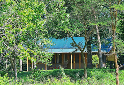 Ishasha Wilderness Camp tented suite fig trees Ntungwe River banks Uganda