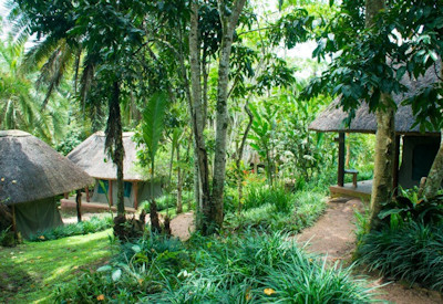 Kibale Forest Camp evergreen forest views Kibale National Park Uganda