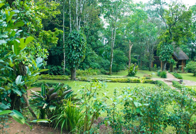 Kibale Forest Camp surrounded Kibale National Park 13 primate species Uganda