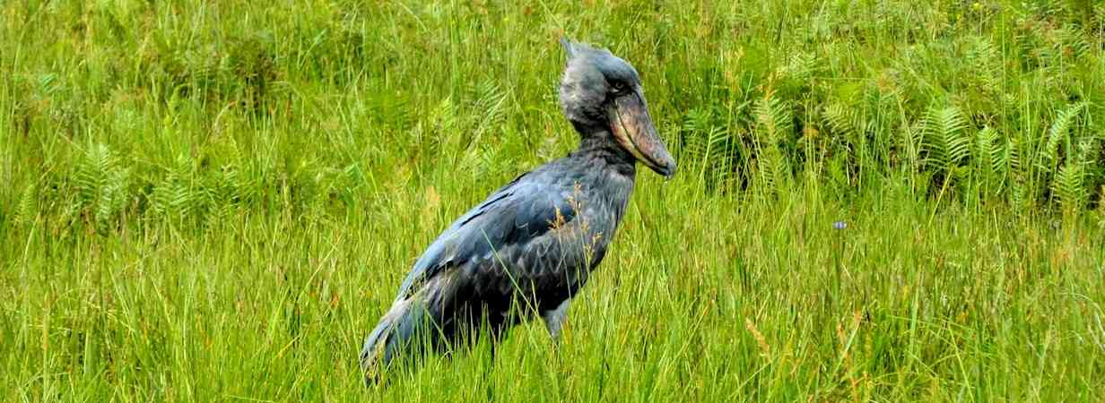 Uganda Birding Safari