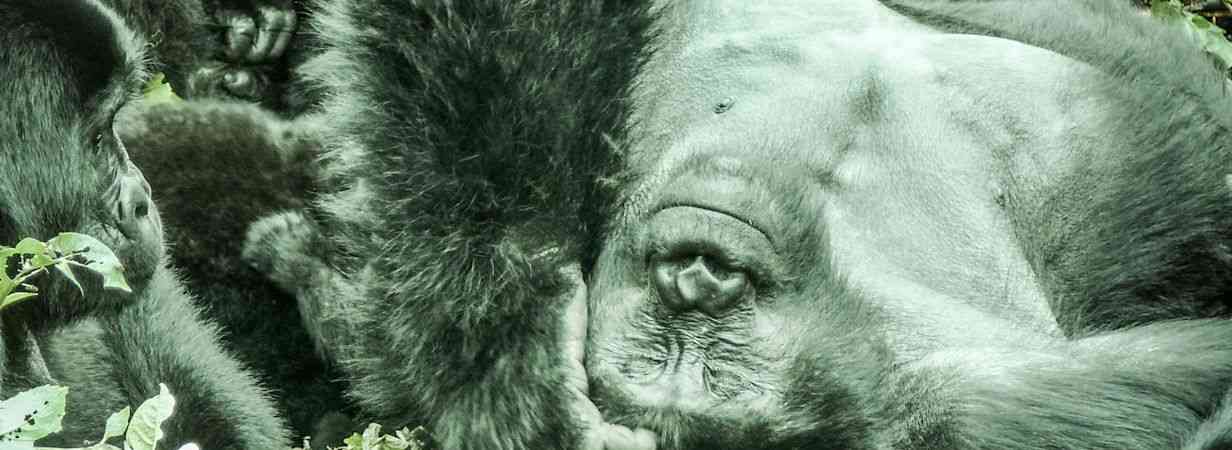 Budget Gorilla Safari
