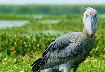 Shoebill Stork Kazinga Channel Murchison Falls Uganda Birding Safari rare species