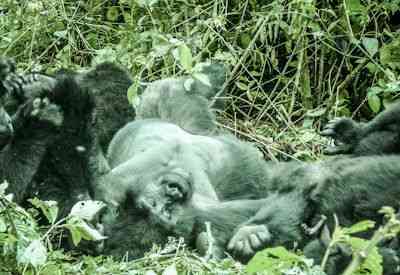 Murchison Falls National Park Nile River game drive Budget Gorilla Safari Uganda