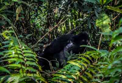 Gorilla safari Uganda Bwindi Impenetrable Forest National Park UNESCO mountain gorillas