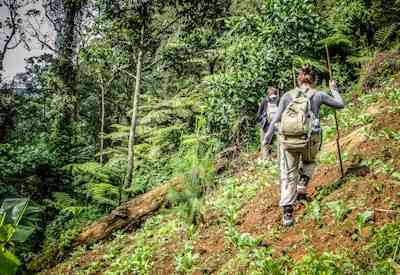 Gorilla trekking hiking Bwindi Forest Uganda US$500 permit Uganda Gorilla Safari