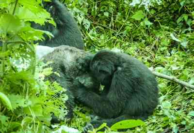 Mountain gorilla close encounter Bwindi Impenetrable Forest Glimpse of Gorilla Safari Uganda