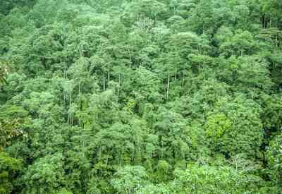 Wildlife gorilla safari Bwindi Forest Glimpse of Gorilla Safari Uganda
