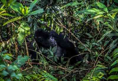Male mountain gorilla silverback Bwindi Impenetrable National Park Uganda