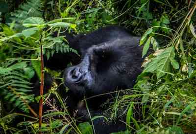 Uganda mountain gorilla safari Bwindi Impenetrable Forest National Park Uganda