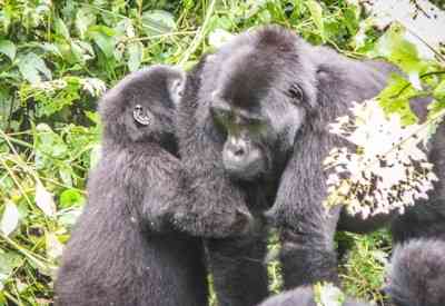 Mountain gorilla family Bwindi Impenetrable Forest Uganda Primate Safari
