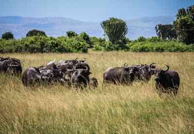 Ultimate wildlife safari Uganda Bwindi gorilla trekking Baker's Lodge Murchison Falls