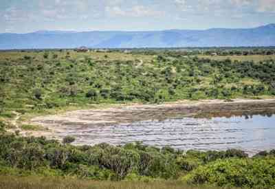 Murchison Falls National Park elephant buffalo lion hippo crocodile Ultimate Uganda Safari