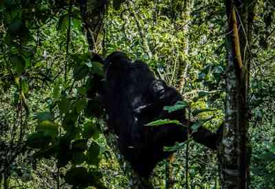 Mountain gorilla trekking Bwindi Impenetrable Forest Buhoma Lodge Ultimate Uganda Safari