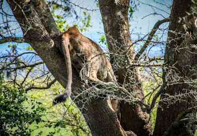 Tree climbing lions Queen Elizabeth National Park Ishasha Unspoilt Uganda Safari Uganda