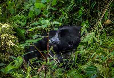 Mountain gorilla trekking Bwindi Impenetrable Forest Silverback Lodge Unspoilt Uganda Safari