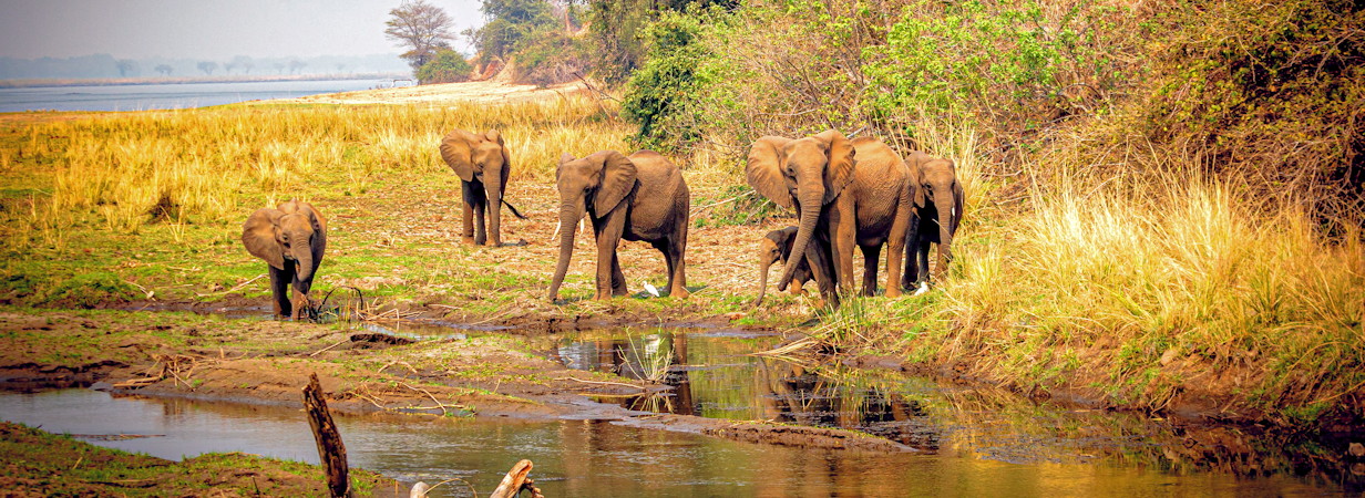 Lower Zambezi National Park