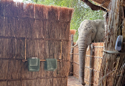 Big Lagoon Trails Camp premium personal and secluded walking safari experience in South Luangwa National Park
