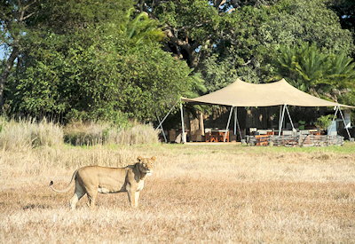 Wildlife sightings Busanga Plains lion cheetah wild dog Kafue National Park Zambia