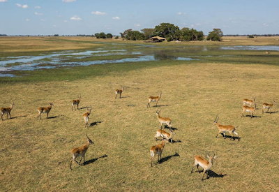 Busanga Plains Camp lion buffalo lechwe roan antelope oribi Kafue National Park Zambia