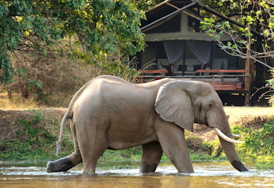 Elephants in Zambezi River from Chiawa Camp Lower Zambezi National Park Zambia