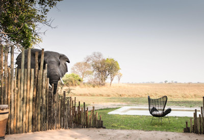Chisa Busanga Camp Busanga Plains wildlife birdlife Kafue National Park Zambia