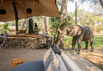 Chongwe River Camp newly refurbished wildlife elephant lion Lower Zambezi Zambia