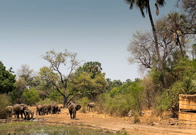 Kafunta Island Bush Camp wildlife sightings South Luangwa Valley lion elephant Zambia
