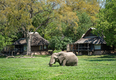Spacious luxury chalets set under a canopy of ancient ebony and mahogany trees at Mfuwe Lodge