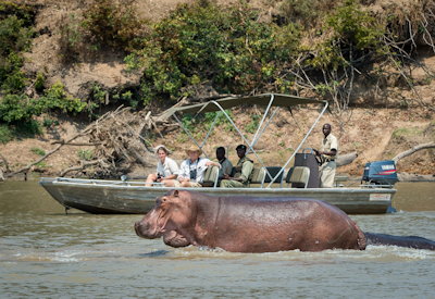 Nsefu Camp river safari wild dog hippo Luangwa River South Luangwa Zambia