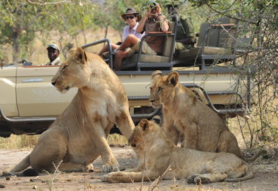 Game drive night drive lion leopard elephant Potato Bush Camp Lower Zambezi Zambia