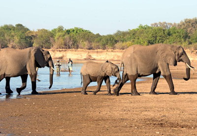 Puku Ridge Camp elephant game drive South Luangwa National Park Chiawa Safaris Zambia