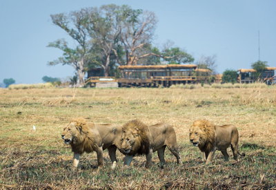 Shumba Camp lion plains game sightings Busanga Plains Kafue National Park Zambia