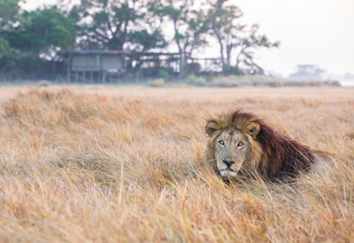 Busanga Plains lion sightings Shumba Camp Kafue National Park Zambia Wilderness Safaris