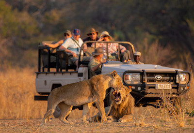 Thrilling day and night game drives capturing exceptional wildlife encounters and leopard sightings near Tafika Camp